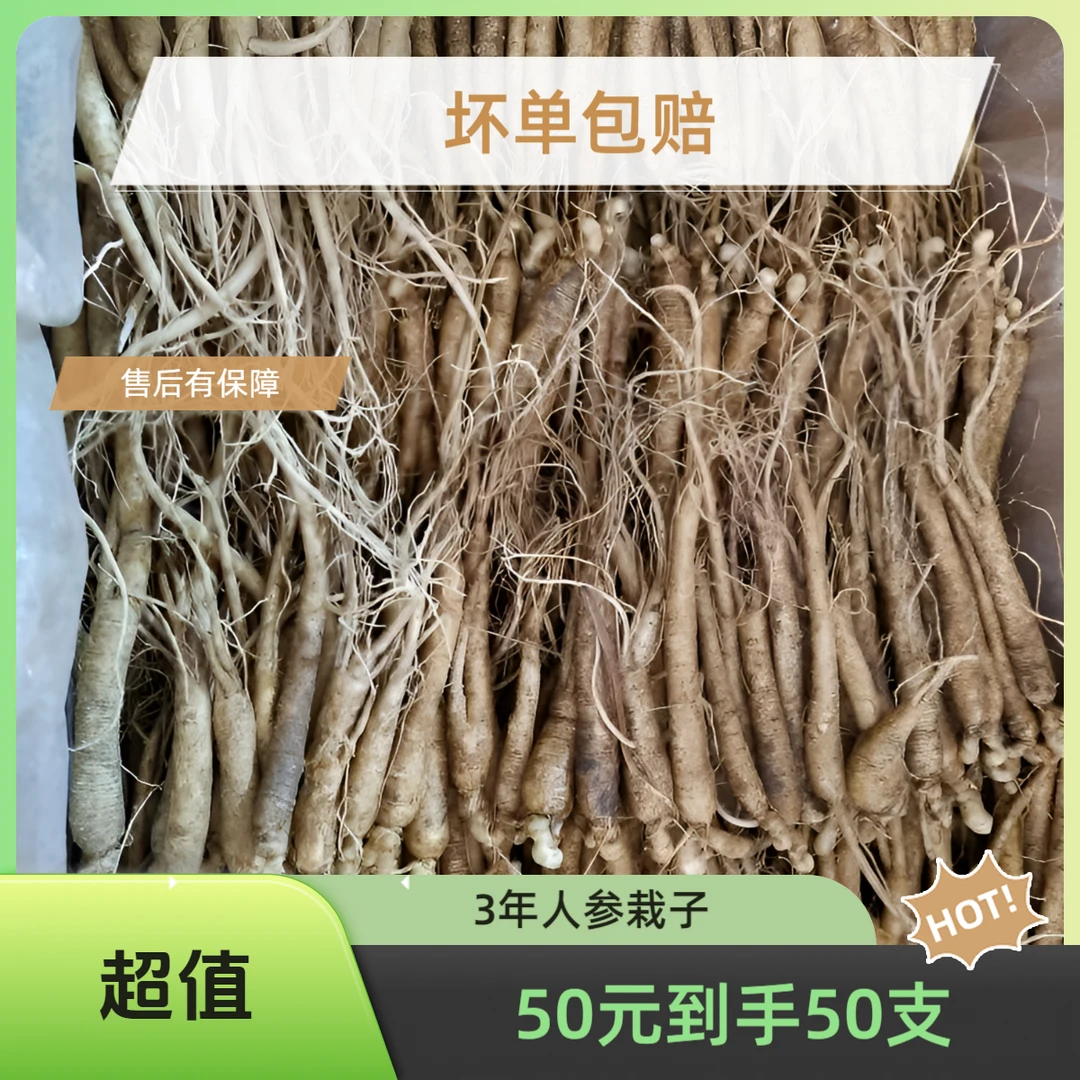 长白山鲜人参 园参 食用泡水煲汤 能栽种 不保活 单支3克坏单包赔