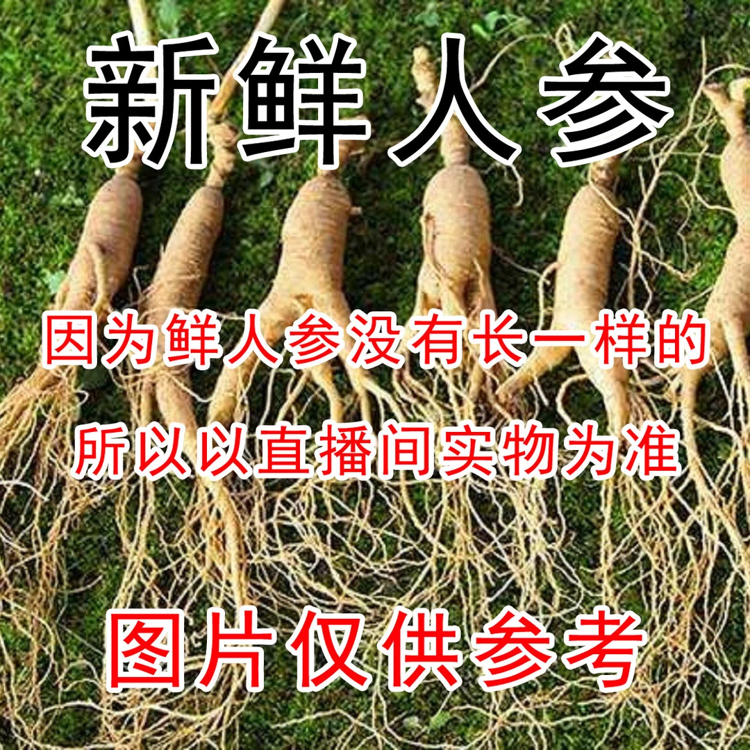 60元/斤30支左右长白山鲜人参家里自用送礼 坏单包赔滋补鲜参种植