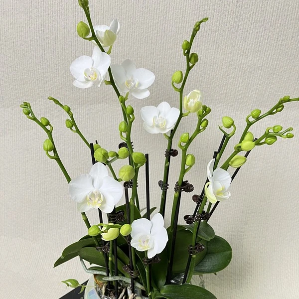 蝴蝶兰【阿玛】盆栽花卉观花植物室内好养易活四季开花