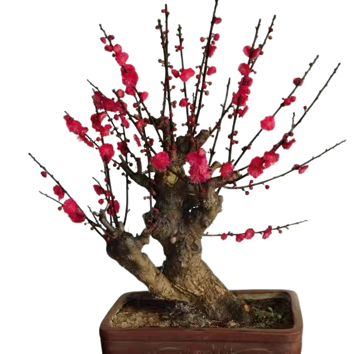 龙游梅盆栽老桩耐寒耐热南北方可养可盆栽可地栽直播间一物一拍