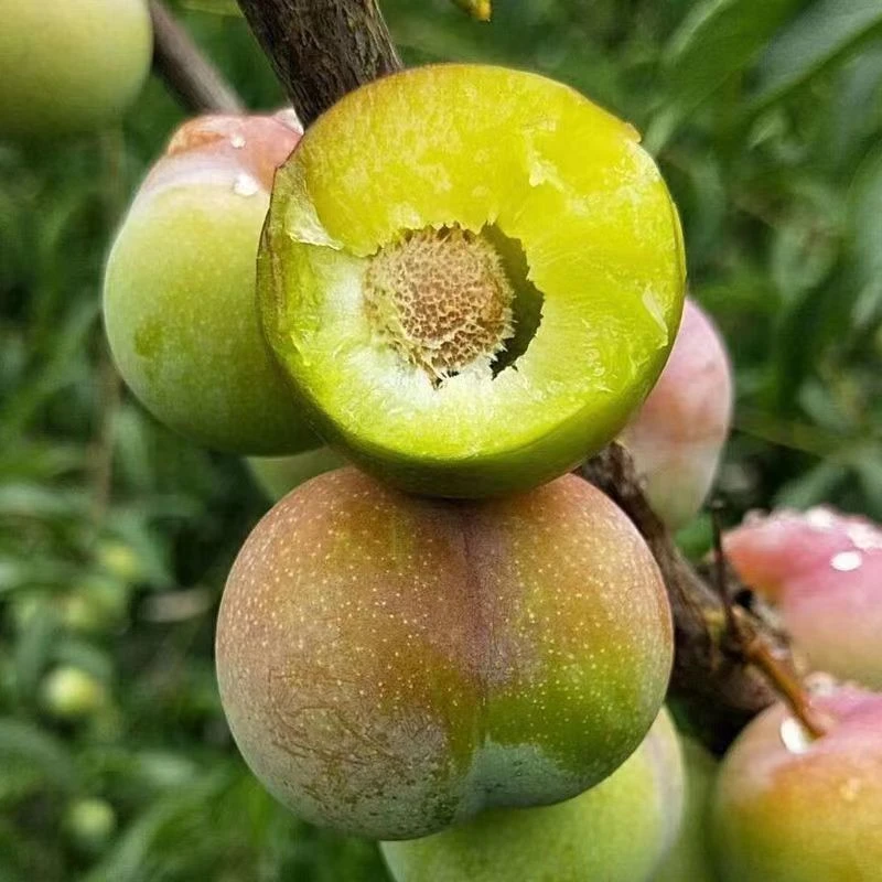 菲凡阁五月脆李子果树苗容器苗适合盆栽阳台种植嫁接苗基地直发