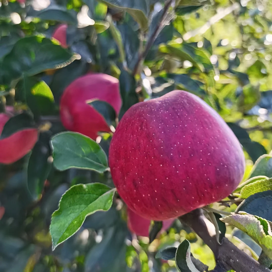 菲凡阁糖心苹果苗容器苗适合盆栽阳台种植嫁接苗基地直发苹果树苗