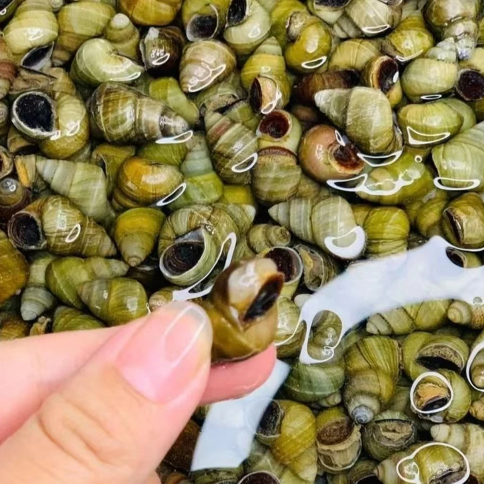 鲜嫩肥美小田螺。克旗同城配送。