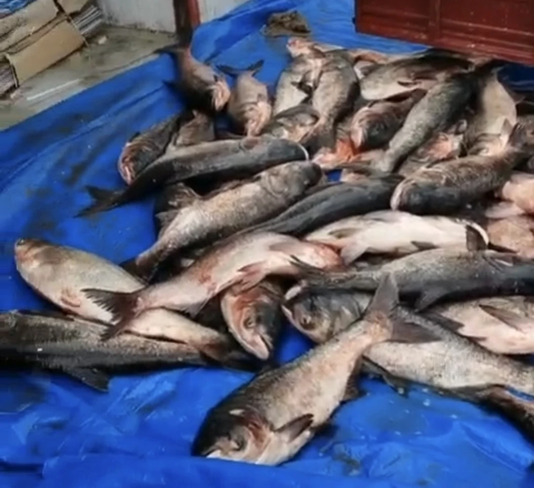 新鲜肥美克旗龙口水库大花鲢。每条保证13斤以上。