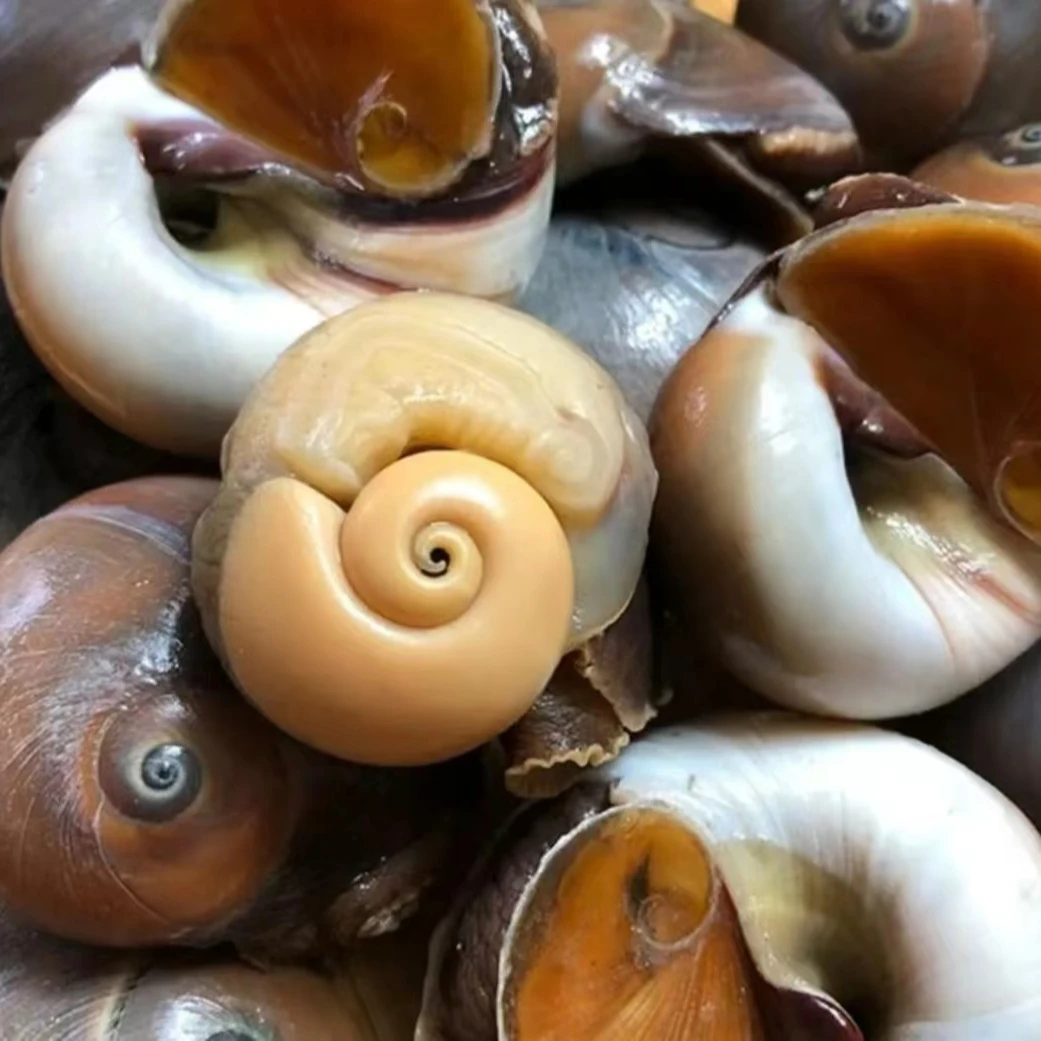 鲜活肥美猫眼螺。肉质饱满，鲜嫩。克旗同城配送