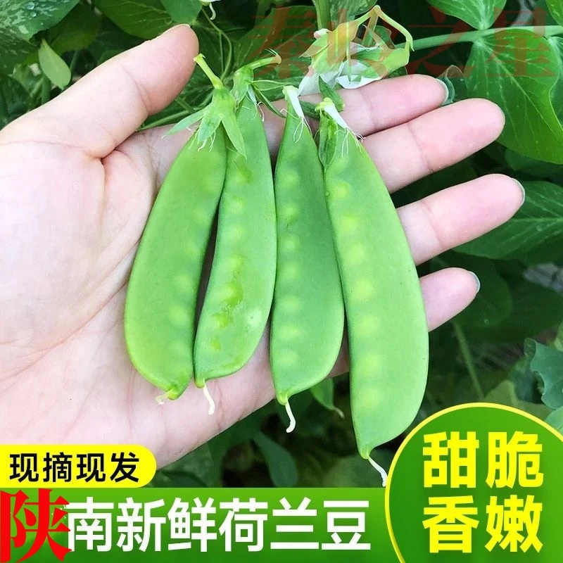 陕西汉中新鲜豆现摘直发脆甜豌豆荚健康蔬菜产地直发
