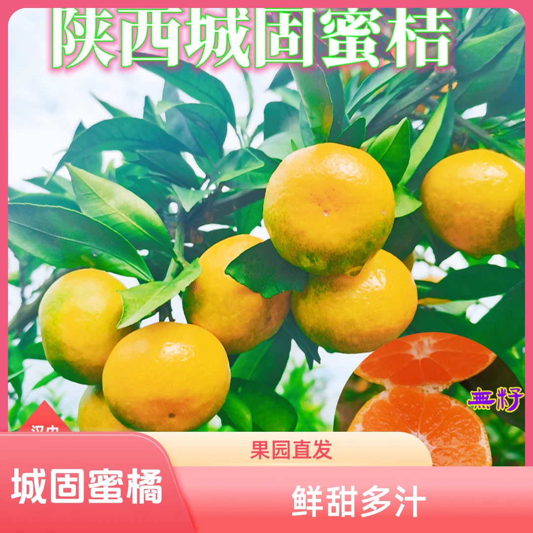 城固升仙村蜜橘多汁果园直发蜜桔薄皮爆汁橘子现摘鲜甜蜜桔5斤9斤