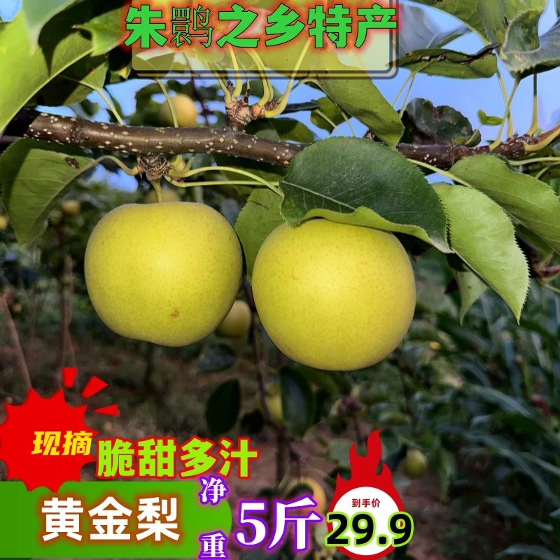 陕西朱鹮之乡草坝村皮薄黄金梨清甜可口细嫩多汁酥脆甜香5斤包邮
