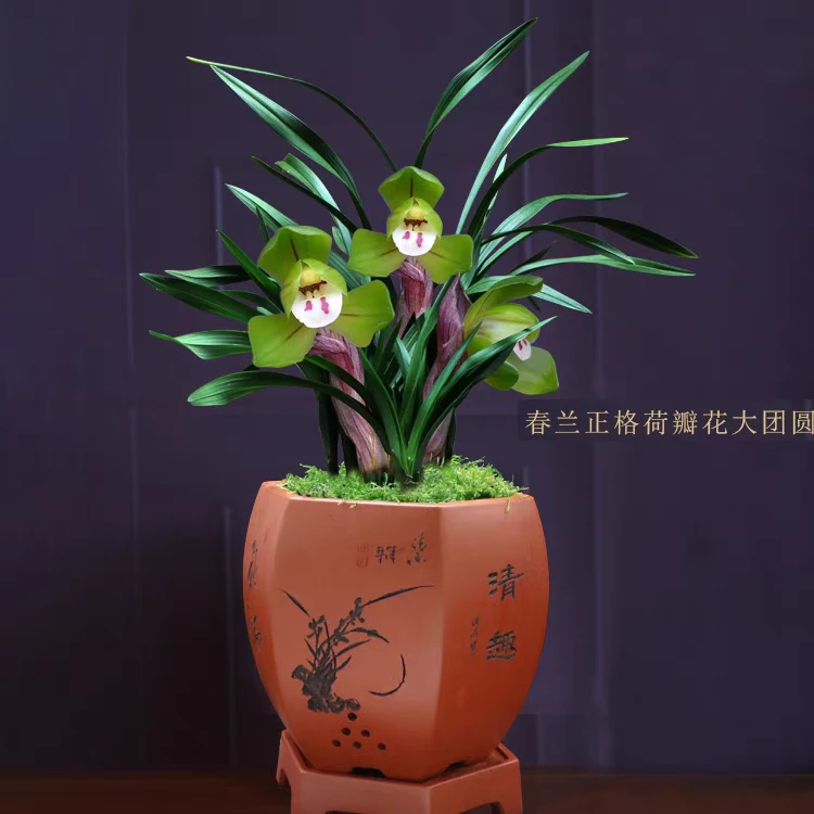 兰花苗浓香春兰矮种荷瓣大团圆好养易活新手室内绿植花卉