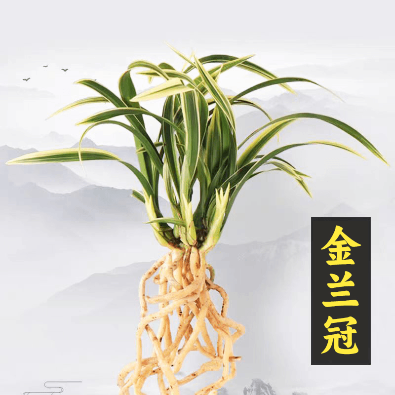 【金兰冠】兰花苗春兰矮种金边线艺草室内盆栽花卉绿植物好养易活