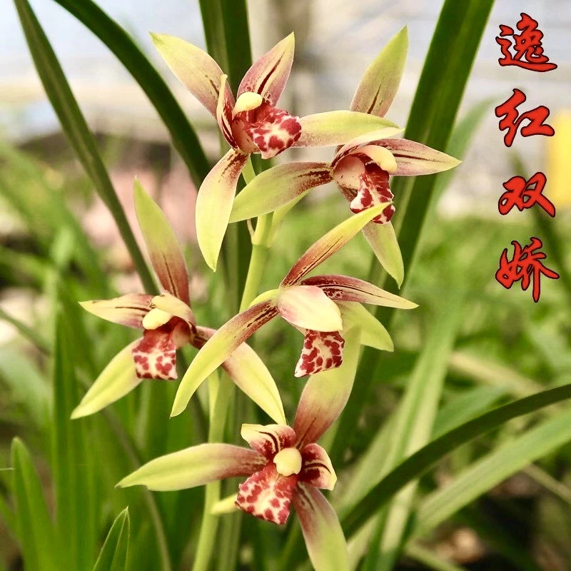 建兰花草逸红双娇带花苞，好养好栽培勤开花又浓香，号称小国魂