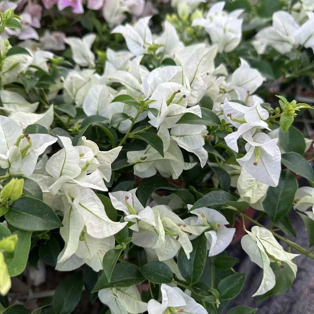 白雪公主三角梅【一物一拍】原盆原土四季勤花阳台庭院新手植物花卉
