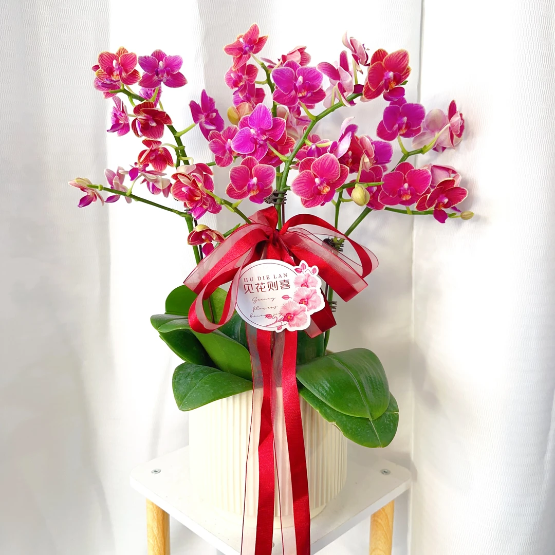 蝴蝶兰《金边玲珑四颗带盆》好养耐养苗情优质叶片碧绿基地直发乔迁