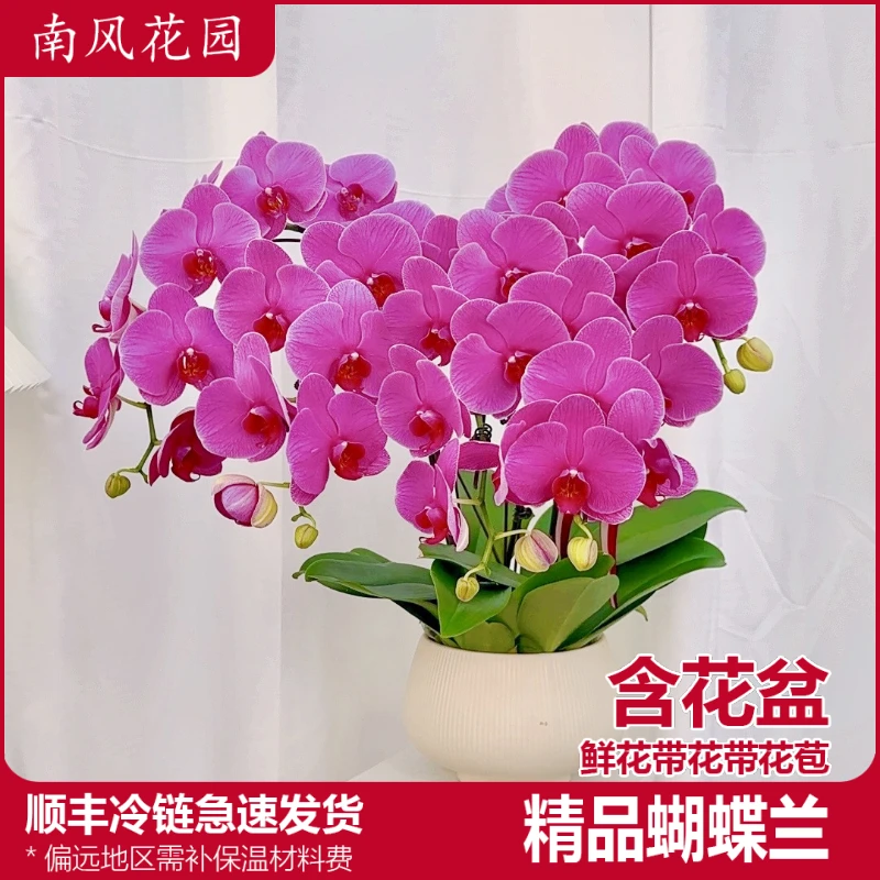 蝴蝶兰《恭喜发财五苗五剑》好养耐养苗情优质叶片碧绿  送礼乔迁