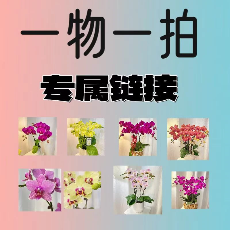 蝴蝶兰【一物一拍】