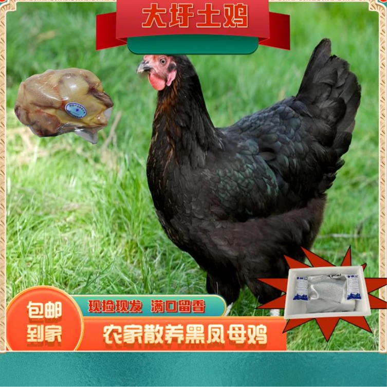 2只装！净重6斤安徽散养黑凤老母鸡皖南农家纯粮食稻谷喂养