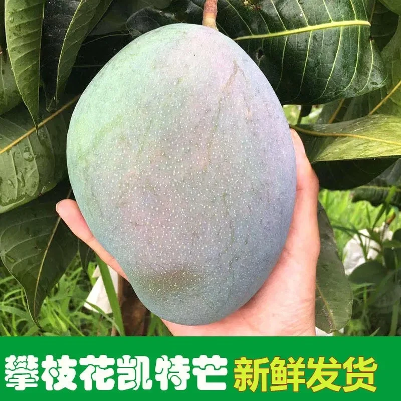 四川攀枝花凯特芒果4.5/8斤 放软吃当季新鲜水果农产品多仓发货