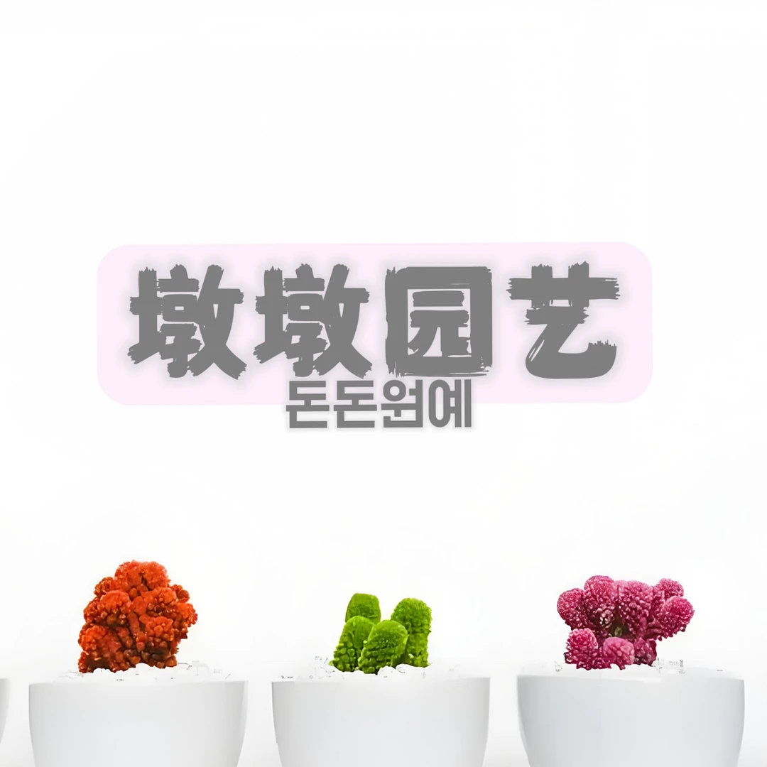 1号一物一拍墩墩园艺（按编号下单）多肉植物