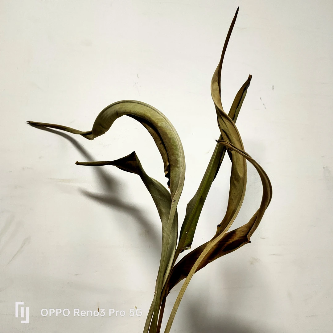 【花落谁家】厂家直销小鸟叶外贸艺术装饰婚庆婚礼永生花干花小鸟叶