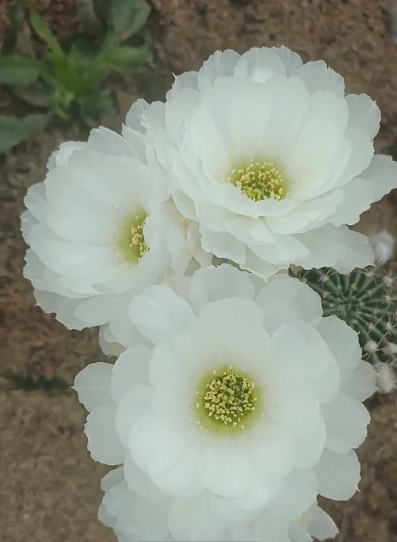 新品丽花白牡丹无根侧芽3公分