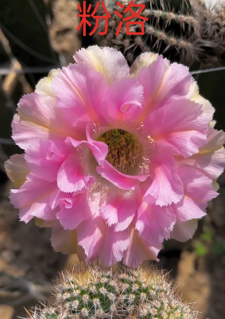 开花仙人球彩草粉洛无根侧芽