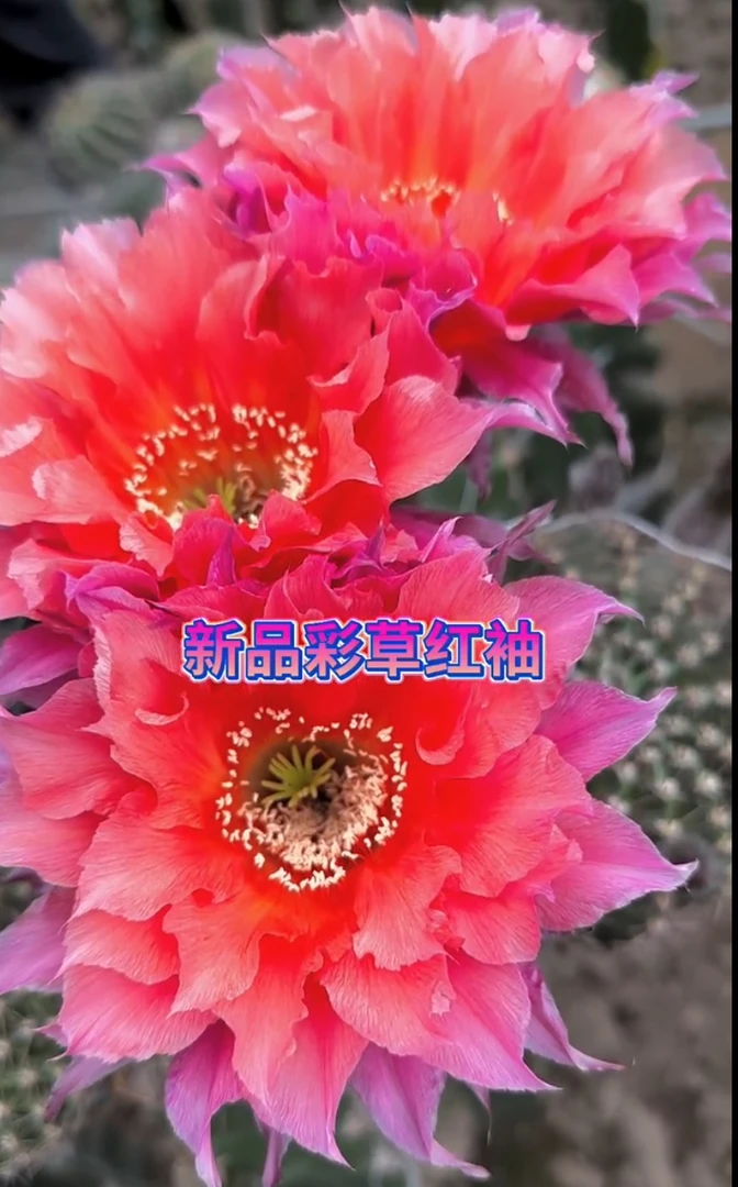 开花仙人球新品彩草红袖无根侧芽