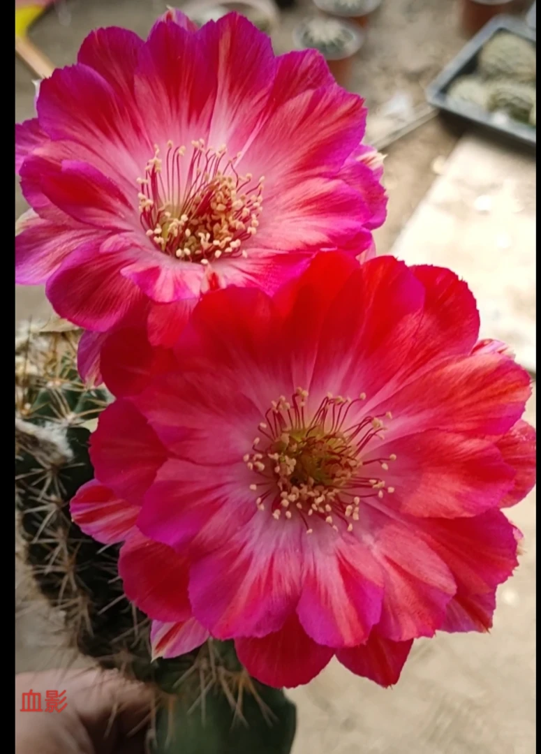 仙人球丽花血影无根侧芽（20包邮）