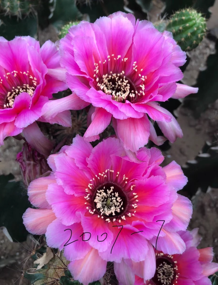 开花仙人球大花黑喉无根侧芽