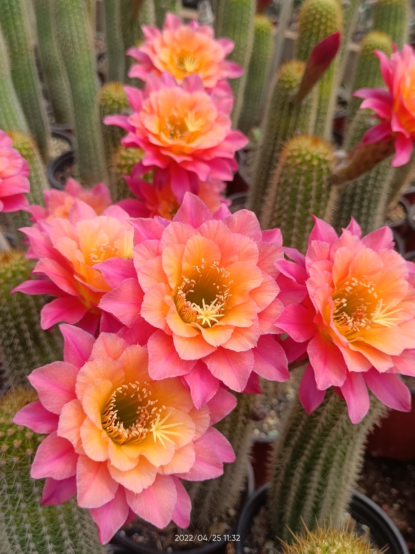 仙人球金妞时光侧芽