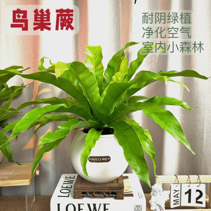 大棵鸟巢蕨 观叶水培植物 桌面办公室绿植耐阴好养美观盆栽