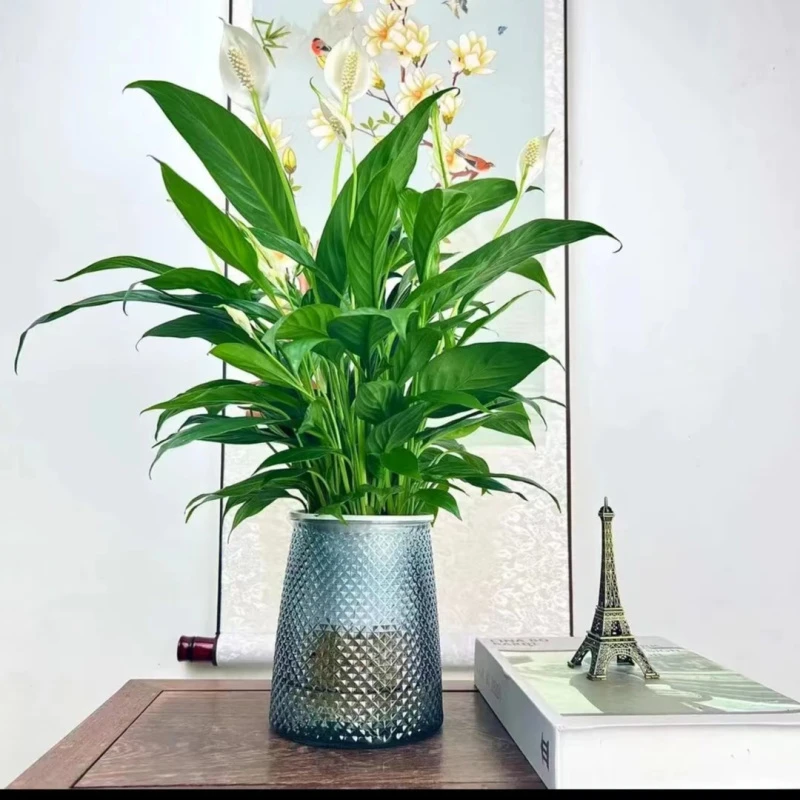 白掌盆栽一帆风顺水培植物办公室内花卉好水养绿植四季开花美观