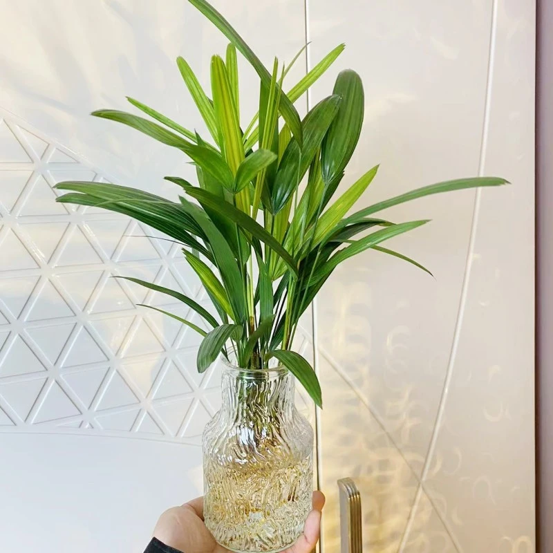 水培棕竹植物室内盆栽好养办公室桌面绿植水养发财竹四季长绿