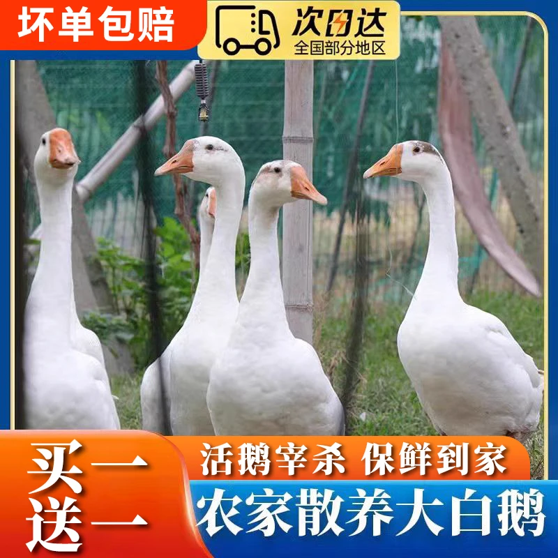 两只净重9斤左右散养大白鹅青年鹅鹅肉带心肝 无鹅胗