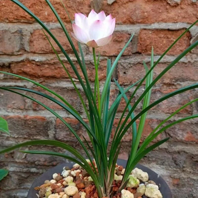 春兰 兰花 宝莲灯 开花特香室内客厅绿植花卉盆栽植物好养易成活