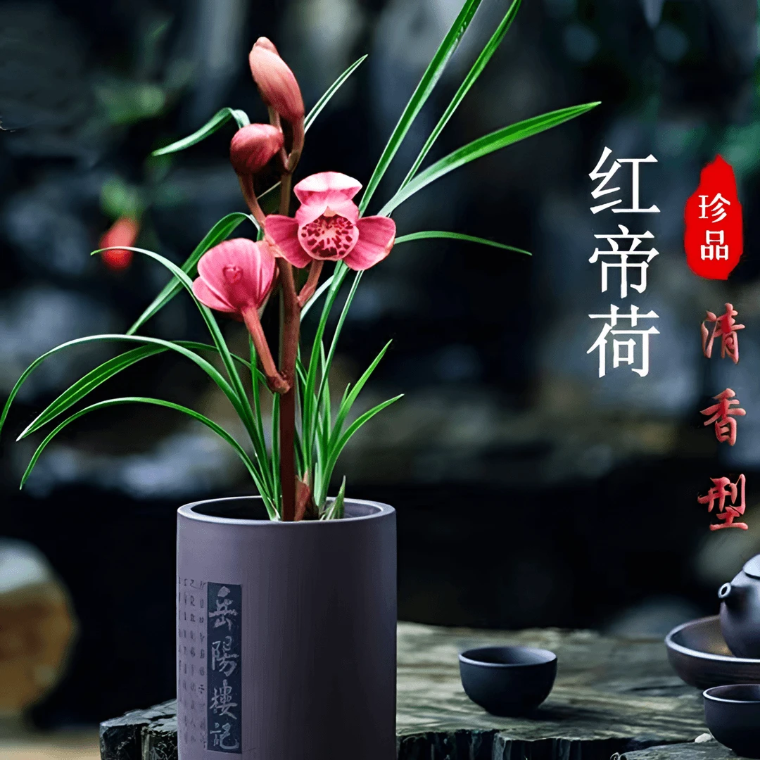 兰花苗 春兰红帝荷兰花盆栽 冬带花苞浓香型好养活室内花卉绿植