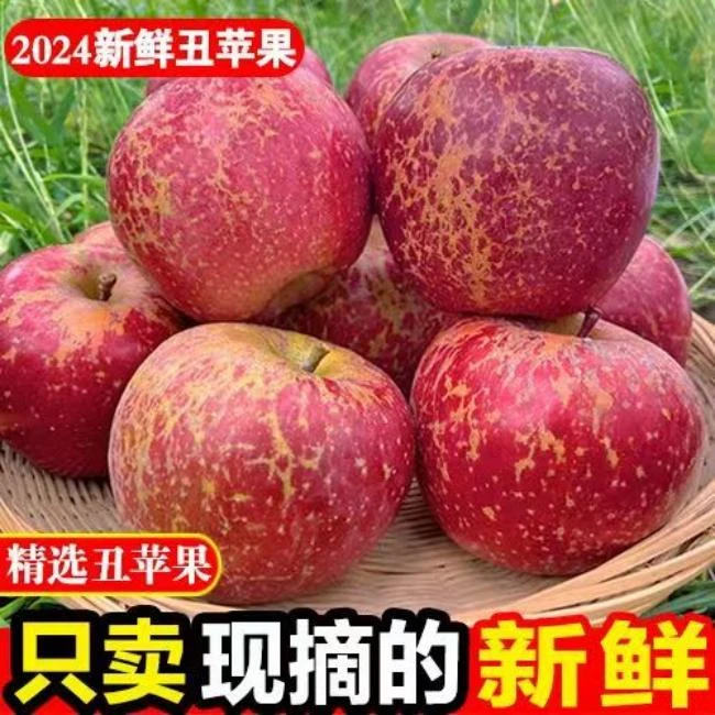 正宗云南昭通丑苹果脆甜新鲜现摘自家果园冰糖心不打蜡基地现发