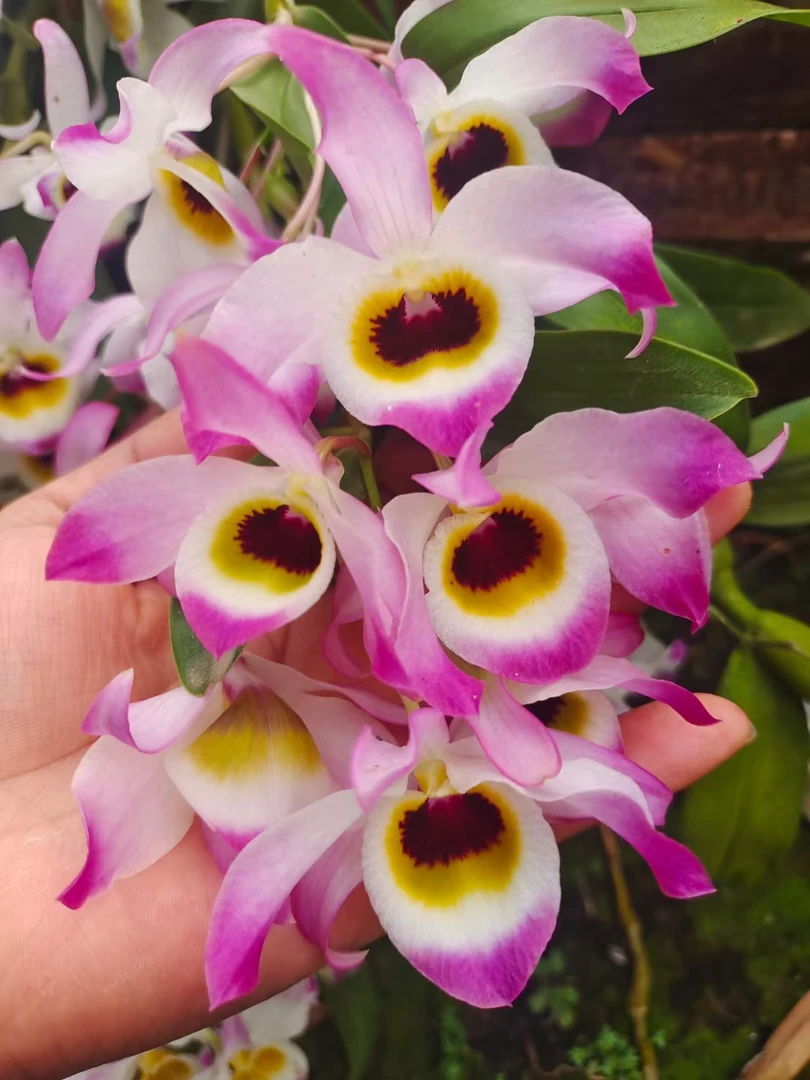 黑眼栗斑蜂腰石斛，花期盆栽3-5月，造型奇特