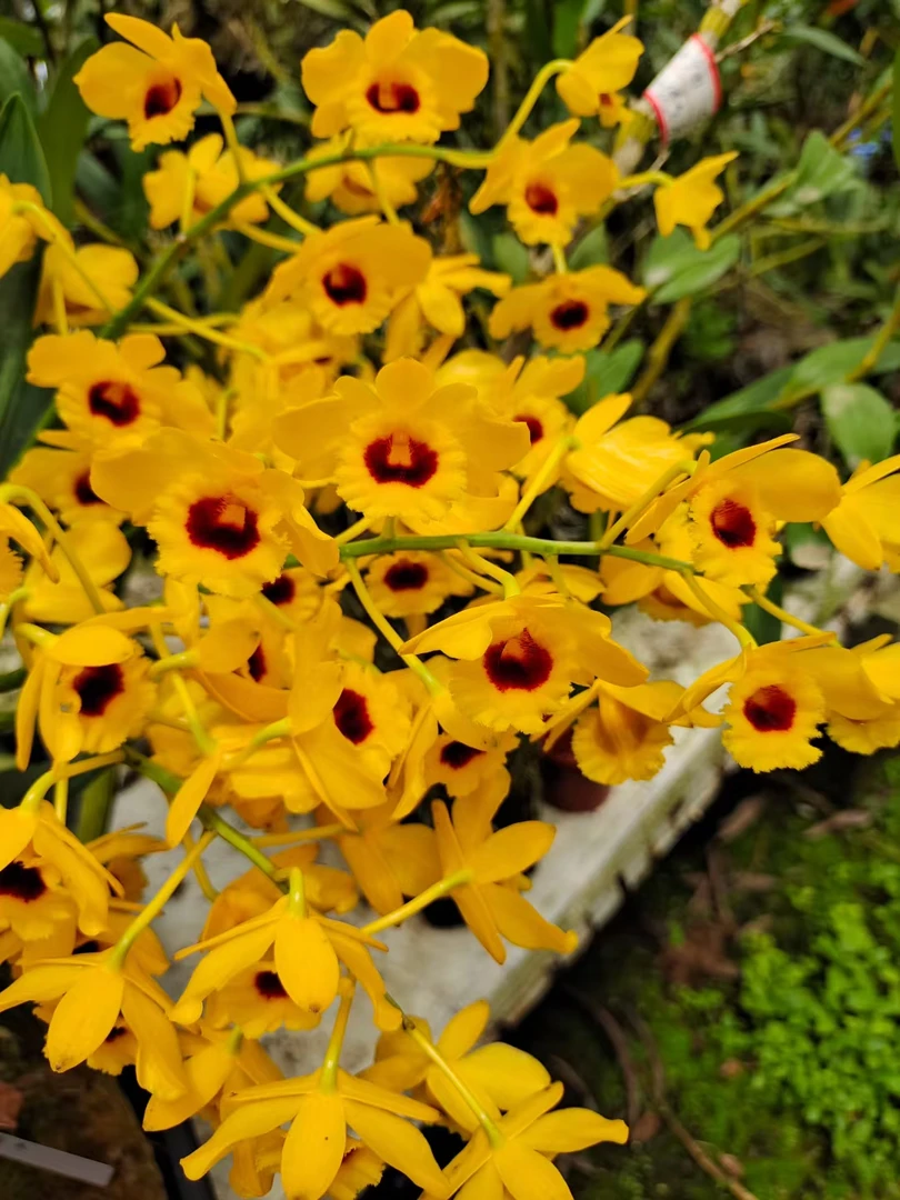 稀有黑眼栗斑鼓槌石斛，花期3月-5月，花色保证