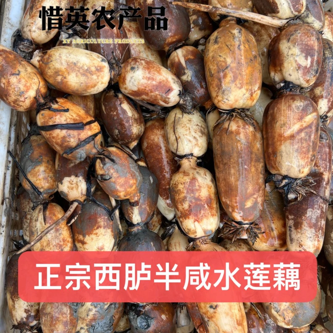 半咸水莲藕用高压锅压