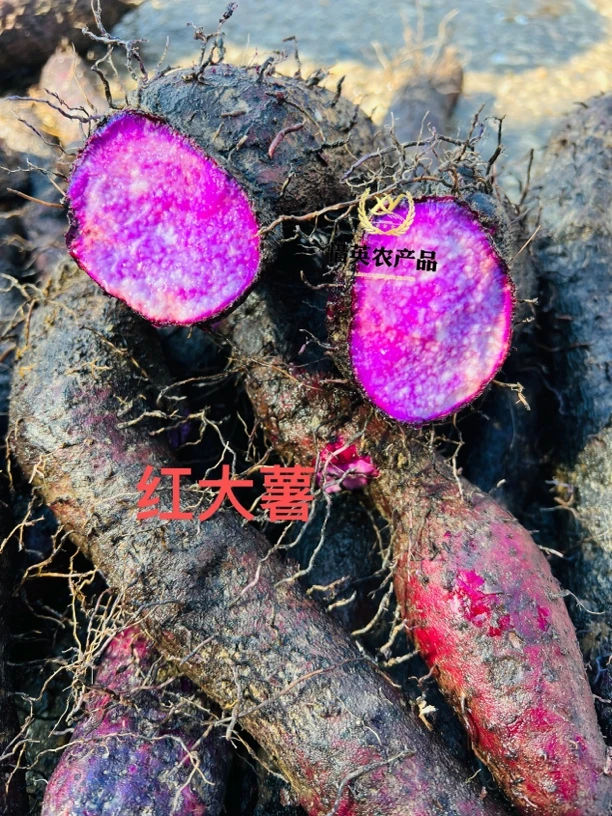 潮汕苏木薯紫山药