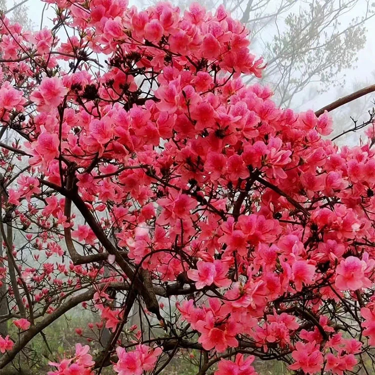 高山栀子花春花映山红石斑木杂木下山老桩一物一拍
