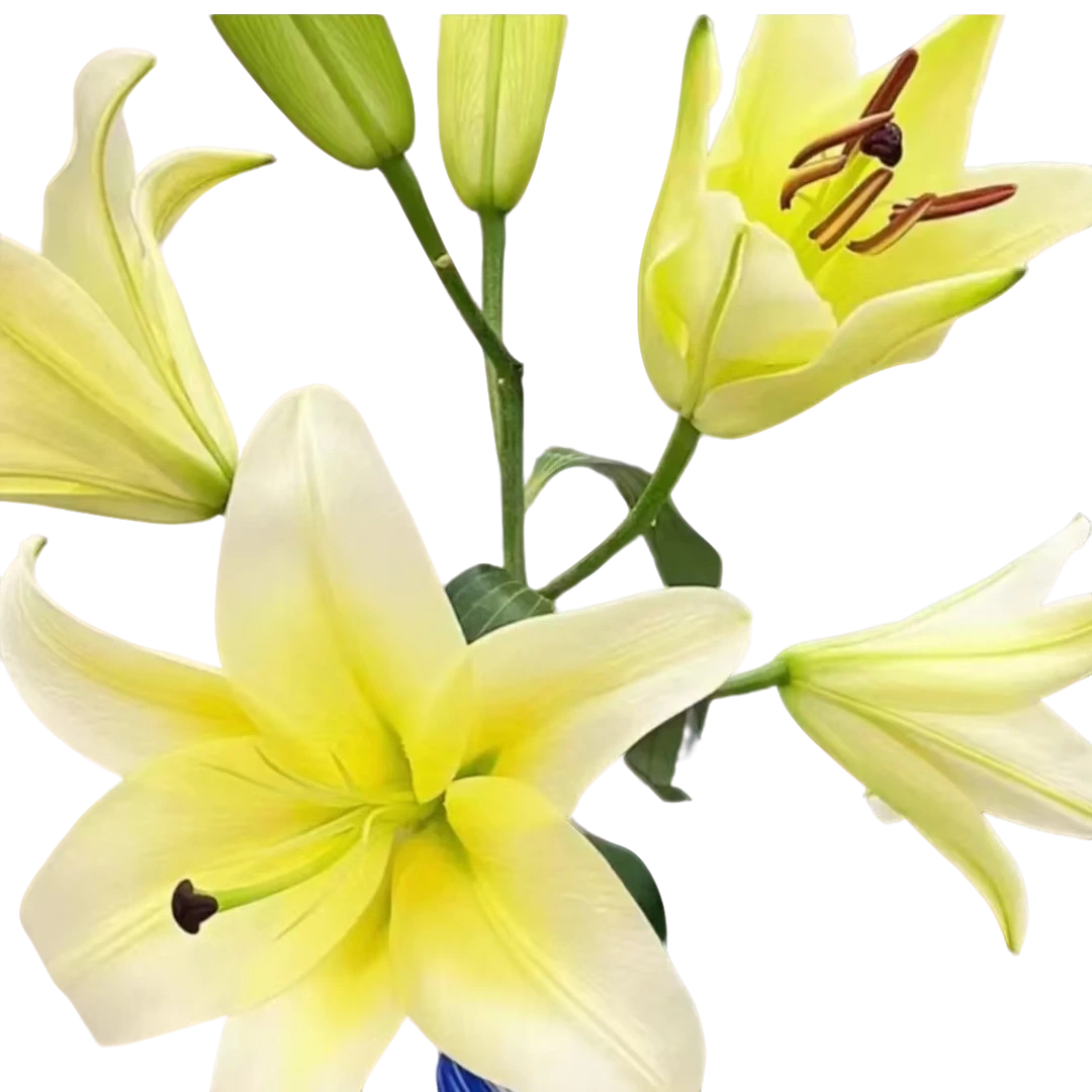 香水百合 黄天霸