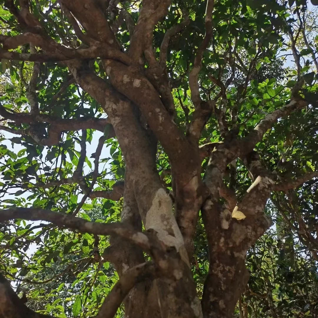 【茶博会】2024猫耳朵 散茶 生茶   WR