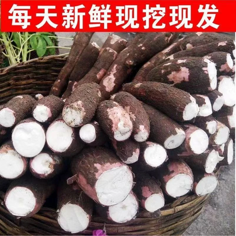 木薯新鲜广西面包木薯现挖白皮白心广西黄心木薯面包木薯超粉木薯