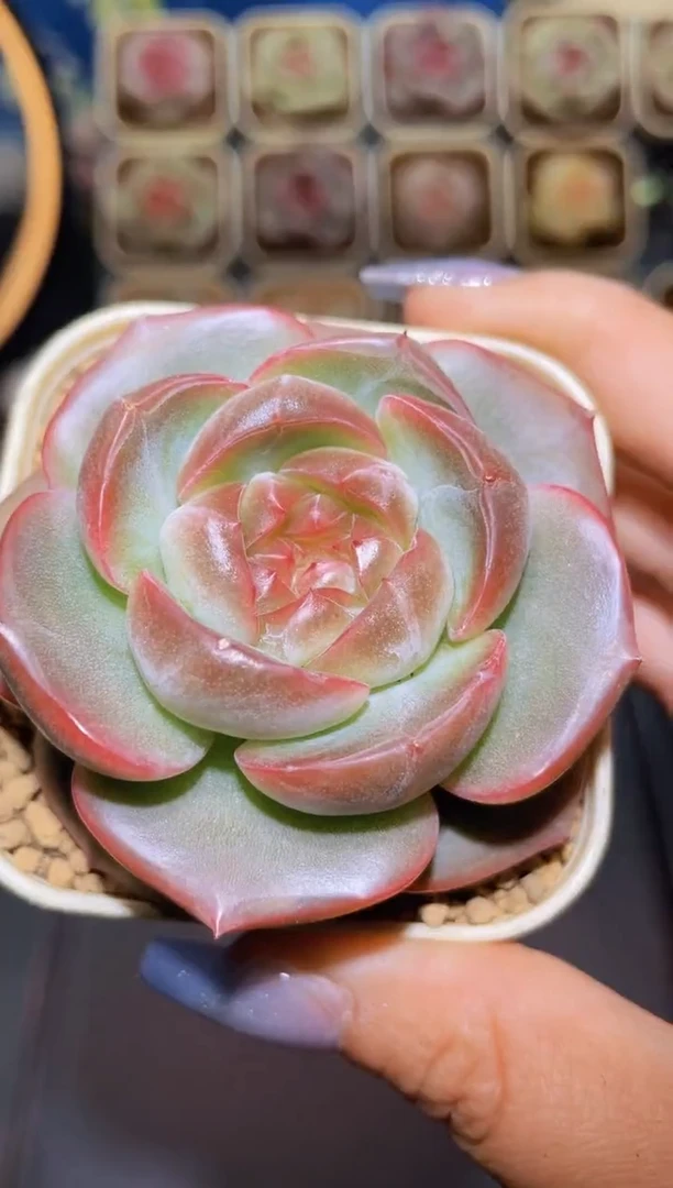 【闪购商品】208黑钻石