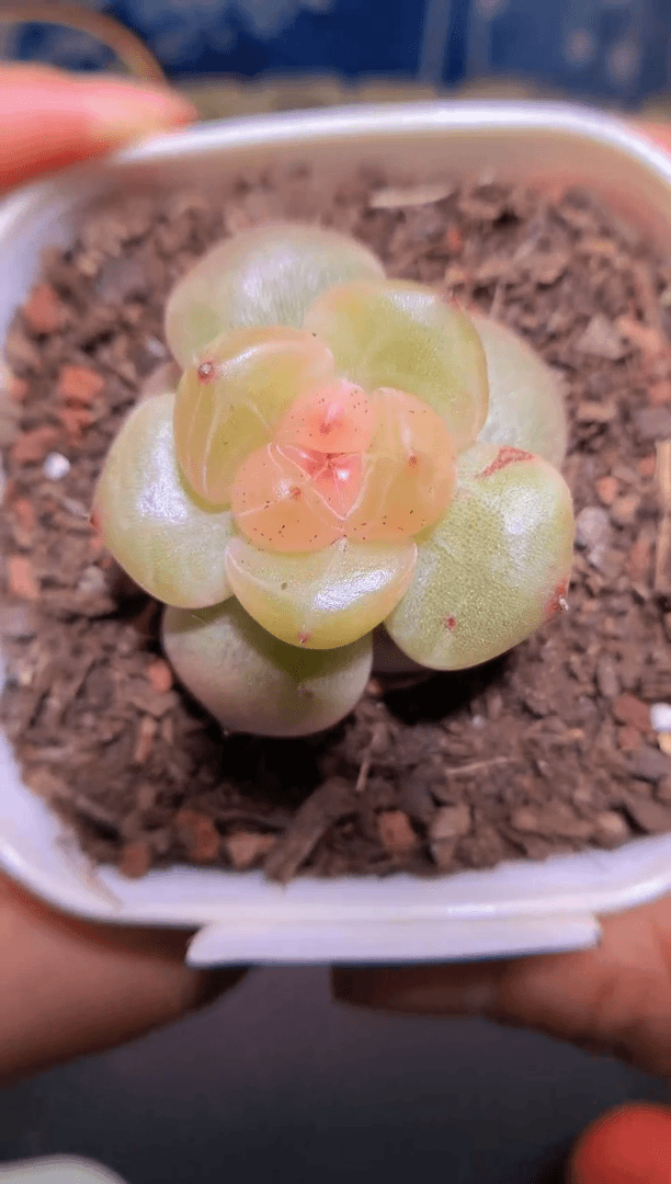 【闪购商品】277灯芯珍妮