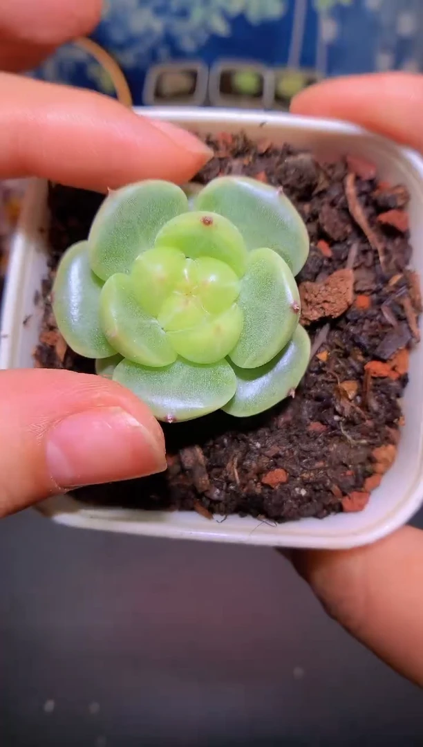 【闪购商品】051灯芯珍妮