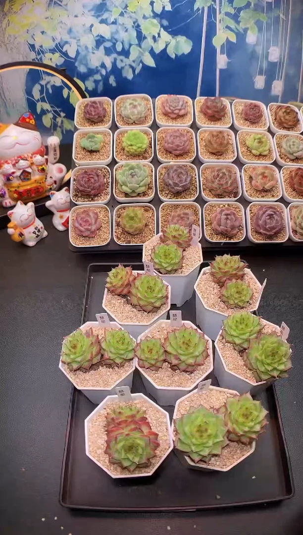 【闪购商品】慧星带盆土量拍