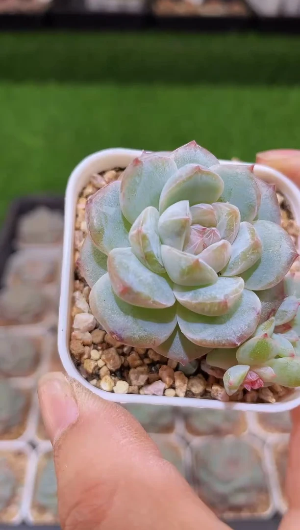 【闪购商品】粉钻量拍一颗样品发