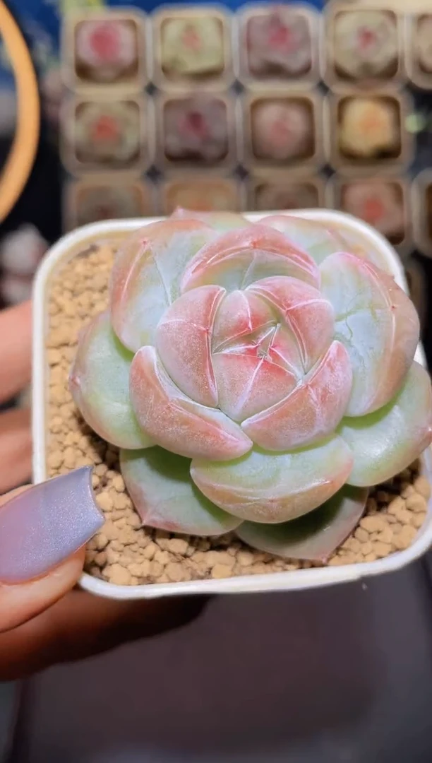 【闪购商品】223百合爆珠